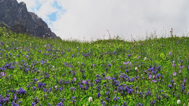 Backpacker walking in a valley blooming with purple flowers. Static