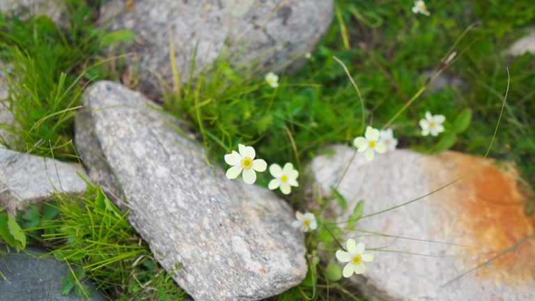 Top down shot of small little wild flowers growing between the rocks in summer season as seen during the Miyar Valley Trek in Lahaul and Spiti district, Himachal Pradesh, India. Flowers in Himalayas.