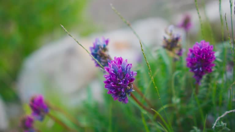 Valley-of-Flowers4